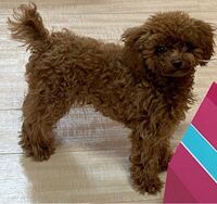 トイプーは顔が可愛い子とブサイクな子で差が激しいですが 柴犬はみんな可愛い顔 Yahoo 知恵袋