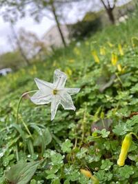 花についての質問です 福岡県で下の写真の花を見つけました透明だったのでサ Yahoo 知恵袋