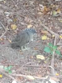 台北の公園にいた鳥です 近づくと逃げるので拡大したらピンぼけ どなたか鳥の名前 Yahoo 知恵袋