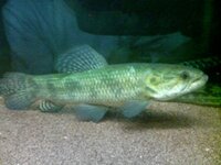 この魚はホーリーですか それともタライロン ホーリーの中で数種 Yahoo 知恵袋