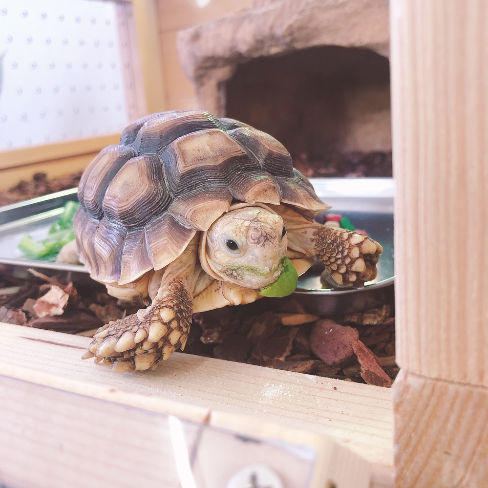 爬虫類 両生類 解決済みの質問 Yahoo 知恵袋