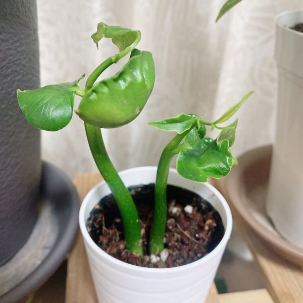 パキラについて質問です 100均でパキラを購入しました まだ子 Yahoo 知恵袋