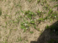 このお花の名前は何でしょうか 芝生の間から所々でてきました 雑 Yahoo 知恵袋