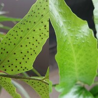 ベランダのプランターに映えている植物の葉の裏に黒いものがびっしり付い Yahoo 知恵袋