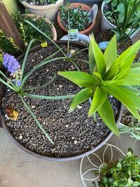カサブランカの球根を2つ 10号鉢に植えました 右側の大きい方は３月下旬に Yahoo 知恵袋