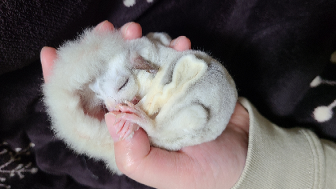 うちのうさぎが走り回る時常にぷぅぷぅ言ってるんですがこれが普通なんでしょうか Yahoo 知恵袋