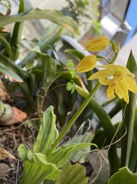 万年青に花のつぼみが出てきました 毎年 咲くものですか 前の年に咲 Yahoo 知恵袋