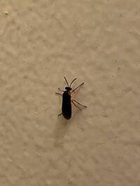 トイレの壁をお散歩してたのですがなんの虫かわかる人いますか？ 
