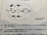 生物学 ゴキブリの1番好きな食べ物は玉ねぎだそうです なぜゴキブリは Yahoo 知恵袋