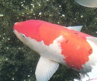 0 4リットルって何ｍｌですか あと5リットルの水って言われたら何cc Yahoo 知恵袋