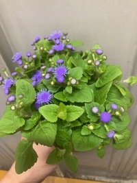 急募この花の名前を教えてください アゲラタムといいます Yahoo 知恵袋