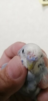 成鳥のセキセイインコを手乗りにする方法について セキセイインコ Yahoo 知恵袋