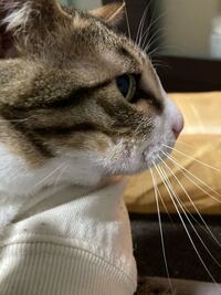 猫のほっぺが腫れています 明日も腫れが引かなければ土曜日の朝病 Yahoo 知恵袋