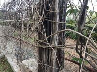 クレマチスっていきなり地植えせずに 鉢に植え替えて １年後くらいに地植 Yahoo 知恵袋