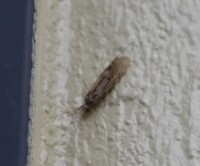家によくいるんですが この虫なんてやつですか 飛ぶと小さい蛾のよ Yahoo 知恵袋