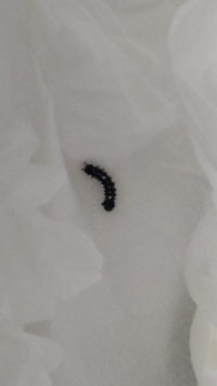 至急毛虫の写真があります 閲覧注意この毛虫 何という名前の毛虫ですか 毛布に付 Yahoo 知恵袋