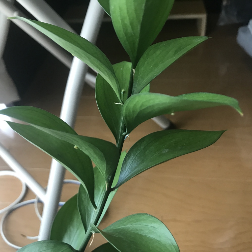 この植物は何というものでしょうか？花束に入っていた緑色の葉っぱです