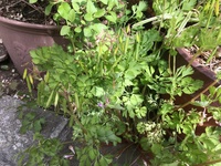 この植物の名前はなんでしょうか 道端に咲いていた小さい紫の花の植物で 雑草だと Yahoo 知恵袋