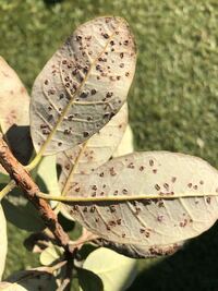 木の葉っぱの後ろに 茶色い粒々が多数出来るのですが 虫の卵なのでしょ Yahoo 知恵袋