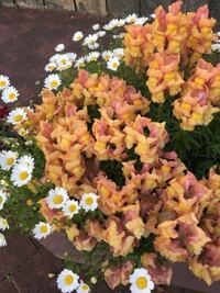 この花 オレンジ色の方 の名前はなんですか キンギョソウかな Yahoo 知恵袋
