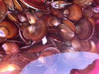 ただ今 潮干狩りに来ていますが 採った貝の名前が分からず どなたか下の写真 Yahoo 知恵袋