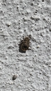 この虫はなんですか 家の外壁にいます 最近頻繁に家の中にも入ってきます 大きさは 教えて 住まいの先生 Yahoo 不動産