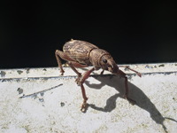 画像のゾウムシの種類を教えてください クチブトゾウムシとは思いますが 詳細の種 Yahoo 知恵袋