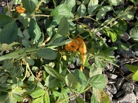 教えてください 薔薇にオレンジ色の塊のようなものがつきました 病気でしょうか Yahoo 知恵袋