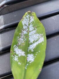 ミカンの葉につく白い小さな虫は何 殺虫剤は何が良いのですか コナジラミ類 Yahoo 知恵袋