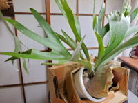 ビカクシダ コウモリラン の板付上下について 板付を自作で行ったのです Yahoo 知恵袋