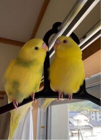 セキセイインコの雛の懐かせ方を教えてください つい先日の事ですが 近 Yahoo 知恵袋