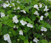 白い花が咲いている低木を見つけました 遠目には山吹の白い花かと驚いたのですが Yahoo 知恵袋