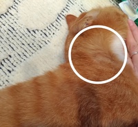 猫の首の後ろが片側だけハゲている わが家の飼い猫なのですが 換 Yahoo 知恵袋