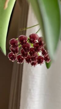 これはなんていう花ですか ホヤ属の1種ですhoyawayetii ホヤ Yahoo 知恵袋