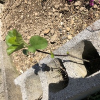 コレは何の木ですか お知恵をお借りしたいです野菜くず堆肥のあった場所からはえて Yahoo 知恵袋