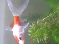 白点病についてですエビ類に影響ありますでしょうか 家に限って言えば白点病で Yahoo 知恵袋