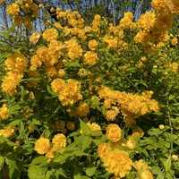 花粉アレルギーなのですが 庭にオウゴンコノテガシワが一本だけ生え Yahoo 知恵袋