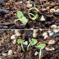 バジルの芽が4月3日頃出たのですが これは徒長しちゃってますか Yahoo 知恵袋