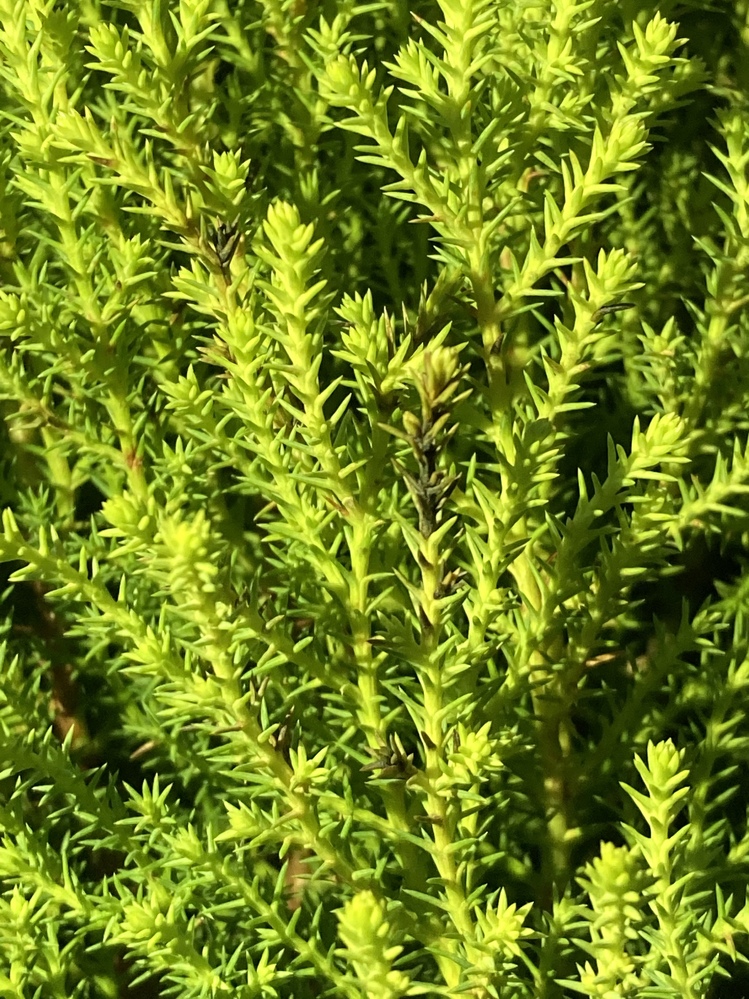 初めて庭木をそだててます ゴールドクレストウィルマです 買ってきた鉢植えのまま Yahoo 知恵袋