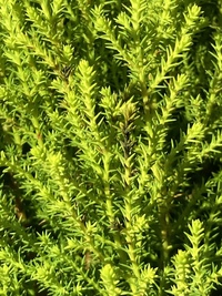 初めて庭木をそだててます ゴールドクレストウィルマです 買ってきた鉢植えのまま Yahoo 知恵袋