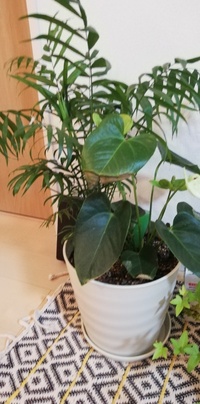 アンスリウムが植え替え後枯れてきてしまいました どうすれば良いので Yahoo 知恵袋