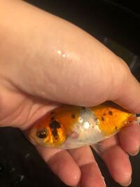 金魚の身体にできものができました 色々と調べたのですが よくわからず質問 Yahoo 知恵袋