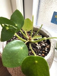 大切に育てていたペペロミオイデスの葉がちぎられてしまい茎だけ残ってい Yahoo 知恵袋