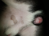 うちの犬の内股 睾丸の周りの皮膚に赤いただれ 湿疹を発見しました 痒い Yahoo 知恵袋