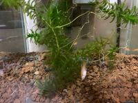 めだかの卵の様子がおかしい １週間ほど前にメダカが卵を産んだので卵 Yahoo 知恵袋