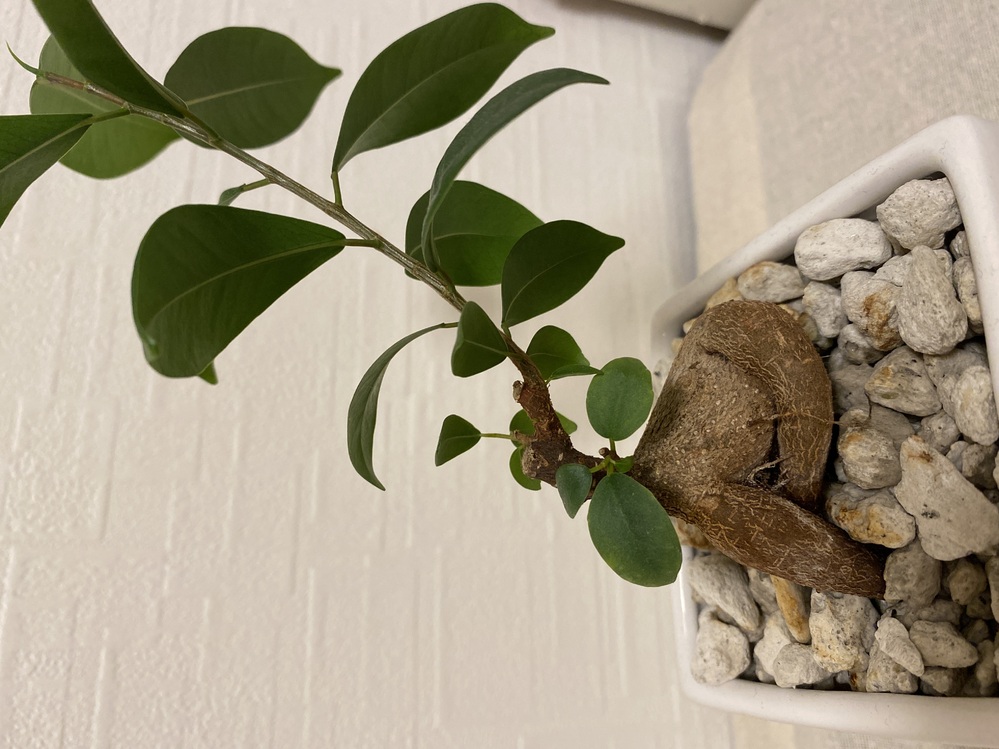 ガジュマルを２年前にお店で買いました 昨年 剪定をしてみたのですが お店で購入 Yahoo 知恵袋