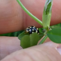 庭で見つけたテントウムシの種類を教えてください 子供と虫取りをしていたと Yahoo 知恵袋