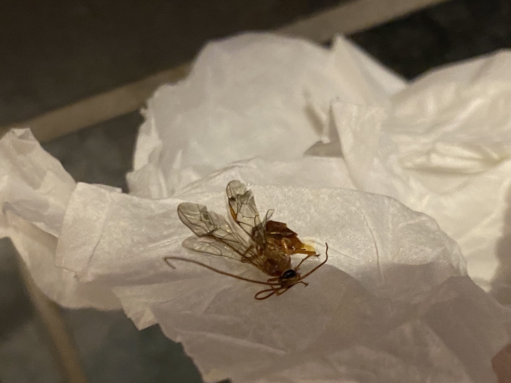 昆虫 解決済みの質問 Yahoo 知恵袋