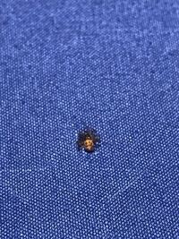 子供茶碗一杯とは約何gですか 100ｇだそうです 16 Yahoo 知恵袋