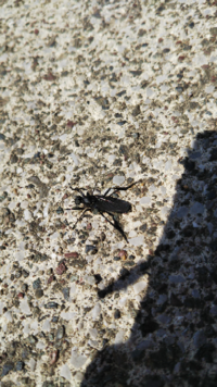 羽虫が部屋に大量発生 朝から仕事で今自宅に帰ってきたのですが添付画像の羽虫 Yahoo 知恵袋
